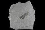 Fern (Neuropteris) Fossil & Bivalve - Kinney Quarry, NM #80422-1